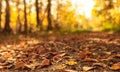 Country road is covered with fallen dry leaves in the autumn forest at sunny day, fall landscape, front focus, low angle Royalty Free Stock Photo