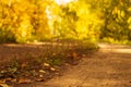 Country road is covered with fallen dry leaves in the autumn forest at sunny day, scenic fall landscape Royalty Free Stock Photo