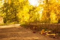 Country road is covered with fallen dry leaves in the autumn forest at sunny day, scenic fall landscape Royalty Free Stock Photo