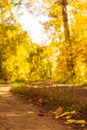 Country road is covered with fallen dry leaves in the autumn forest at sunny day, scenic fall landscape Royalty Free Stock Photo