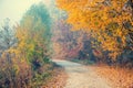 Country road covered with fallen leaves Royalty Free Stock Photo