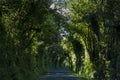 Country Road Covered by Lush Trees. Tree tunnel road Royalty Free Stock Photo