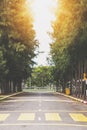 Country road with crosswalk line through pine tree valley Royalty Free Stock Photo