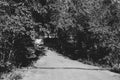 Country road through the dense forest