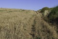 Country road on the edge of a field with ripe wheat Royalty Free Stock Photo