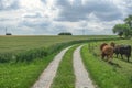 Country road between a farm and grain fields Royalty Free Stock Photo