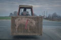On a country road farmer transporting pig in tractor