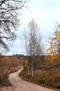 country road, a field with dry plants and birch trees with yellow leaves. Rural autumn landscape. Colors of autumn. Royalty Free Stock Photo