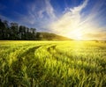 Country road in field with ears of wheat under bright sun Royalty Free Stock Photo