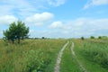 Country road with field of green grass. Summer landscape Royalty Free Stock Photo