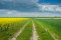 Country road through a field of rapeseed and green grain, clouds on the sky Royalty Free Stock Photo