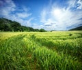 Country road in field with ripening ears of wheat under sun Royalty Free Stock Photo