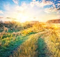 Country road in field with yellowing grass Royalty Free Stock Photo