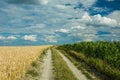 Country road through fields on a hill and white clouds in the sk Royalty Free Stock Photo