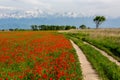 Country road through fields of poppies Royalty Free Stock Photo