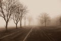Country Road Fog, Trees Royalty Free Stock Photo