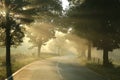 Country road on a foggy autumn morning