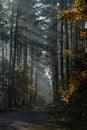 Country road in the forest. The sun`s rays shine through the branches of trees Royalty Free Stock Photo