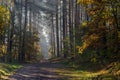 Country road in the forest. The sun`s rays shine through the branches of trees Royalty Free Stock Photo