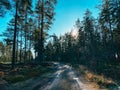 Country road in the forest on a sunny day Royalty Free Stock Photo