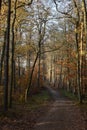 Country Road in Autumn forest Royalty Free Stock Photo