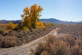 Country road framed with fall colors trees in sunny day Royalty Free Stock Photo