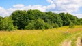 country road through the grassy meadow with herbs Royalty Free Stock Photo