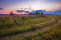 Country road through a green meadow with purple willow-tea flowers. Royalty Free Stock Photo