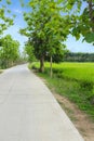 Country road in green rice field.