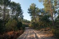 Country road in Landes forest