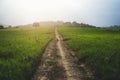 Country road landscape,Morning green fields Royalty Free Stock Photo
