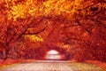 Country road, lane with trees in autumn. Fall season. Rows of trees in park alley Royalty Free Stock Photo