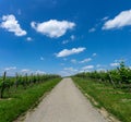 Country road leading through endless rows of grapevines in a vineyad under a blue sky with white cumulus clouds Royalty Free Stock Photo