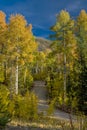 Country road lined with Aspens autumn Royalty Free Stock Photo