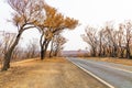 A country road lined by burnt trees after a bushfire in The Blue Mountains in Australia Royalty Free Stock Photo