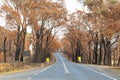 A country road lined by burnt trees after a bushfire in The Blue Mountains in Australia Royalty Free Stock Photo