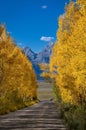 Country road lined with colorful Aspen trees in the fall and the Teton mountain range Royalty Free Stock Photo