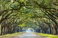 Country Road Lined with Oaks Royalty Free Stock Photo