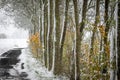 A country road lined with snow covered trees on a frosty winter day Royalty Free Stock Photo