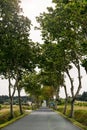 Country road lined with sycamore trees in southern France Royalty Free Stock Photo