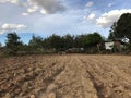 Agricultural field on which grow cassava, cassava is grown. Royalty Free Stock Photo