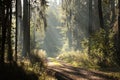 country road through a misty autumn forest at dawn path coniferous sunrise morning fog surrounds the pine trees lit by rays of sun Royalty Free Stock Photo