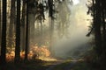 country road through a misty autumn forest at sunrise path through autumnal coniferous forest in the sunshine the morning fog Royalty Free Stock Photo