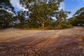 Country road with mud tracks in eucalyptus mountain forest, Blue Royalty Free Stock Photo