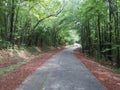 Country road with natural tree arbor