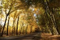 country road among oak trees in the autumn forest rural autumnal woods on a sunny october day yellow leaves branches of backlit by Royalty Free Stock Photo