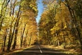 country road among oak trees in the autumn forest rural autumnal woods on a sunny october day yellow leaves branches of backlit by Royalty Free Stock Photo