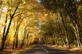 country road among oak trees in the autumn forest rural autumnal woods on a sunny october day yellow leaves branches of backlit by Royalty Free Stock Photo