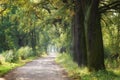Walking along a country road among oaks autumn landscape Royalty Free Stock Photo