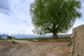 A country road with an old elm tree on the background of mountains in Kyrgyzstan at dusk Royalty Free Stock Photo